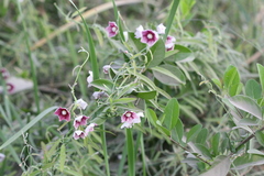 Oxystelma esculentum